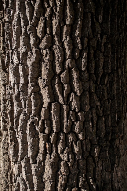 La consistenza della corteccia di un primo piano dell'albero