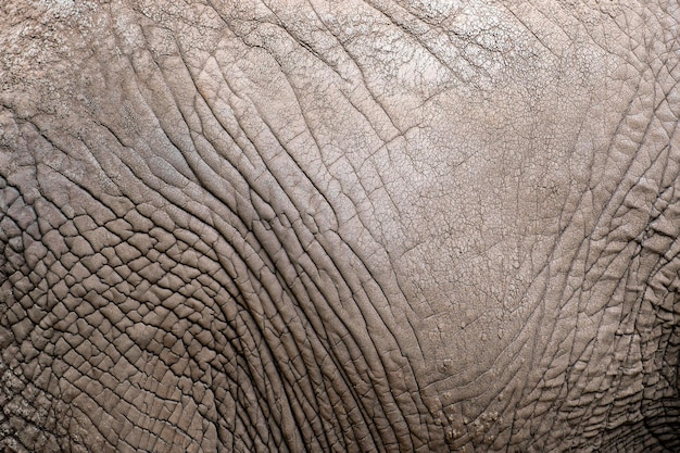 La consistenza della pelle di un elefante africano closeup pelle di elefante rughe e irregolarità di