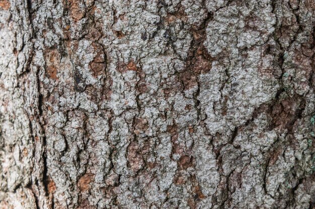 La consistenza della quercia argento è presa con dettaglio e precisione con un po 'di più di illuminazione