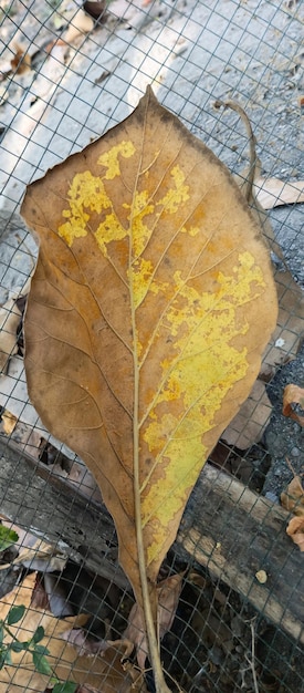 La consistenza delle foglie secche cadute presa a distanza ravvicinata