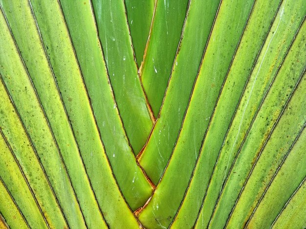 La consistenza di sfondo del tronco verde di Ravenala Bananeira