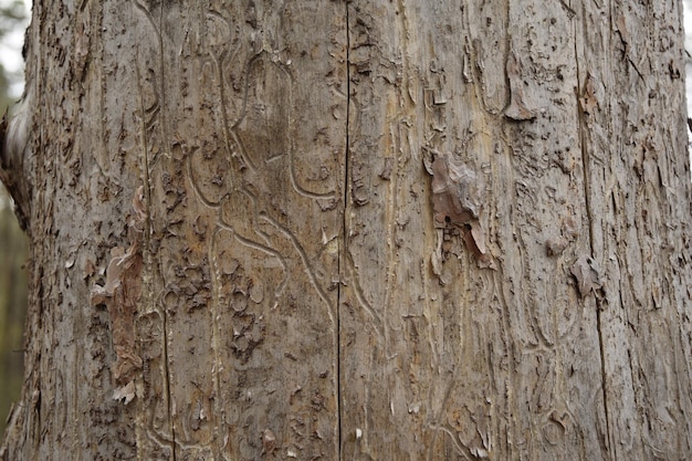 La consistenza di un vecchio pino mangiato da un coleottero di corteccia closeup in una primavera pineta villaggio Skripino Ulyanovsk Russia