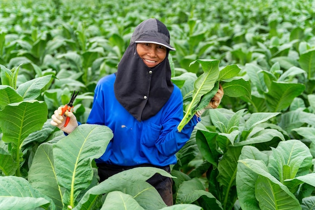 La contadina asiatica sorride felicemente in una piantagione di tabacco. Agricoltura dell'industria del tabacco,