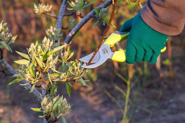 La contadina si prende cura del giardino. Potatura primaverile di alberi da frutto. La donna con il potatore taglia le punte del pero.