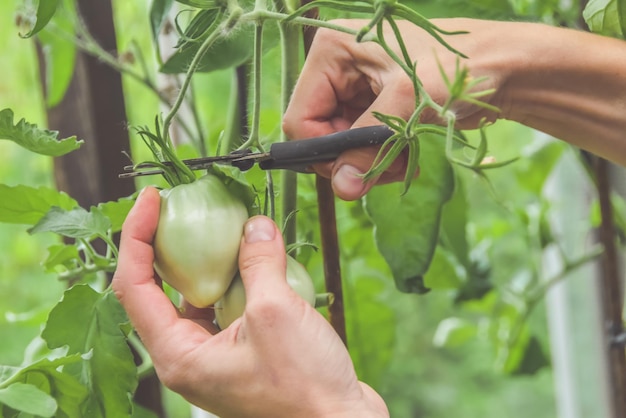 La contadina taglia i pomodori nelle serre durante la stagione del raccolto