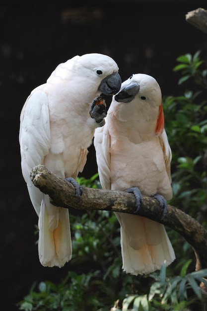 La coppia di cacatua delle Molucche è amore e mangia in giardino