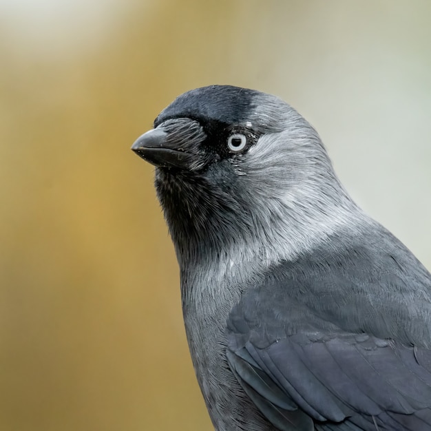 La cornacchia occidentale (Corvus monedula) nella foresta.