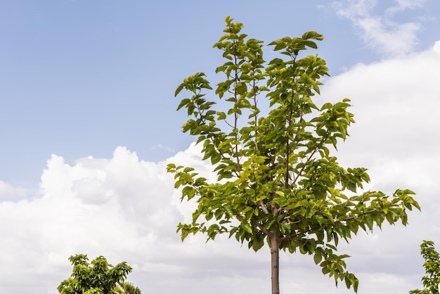 La corona di un giovane albero con il verde