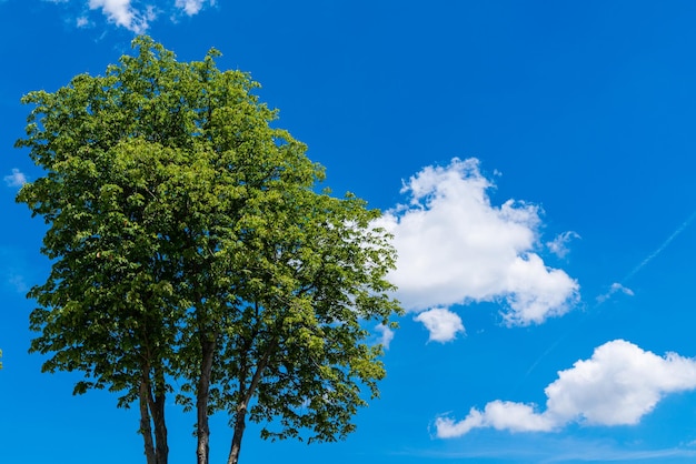 La corona di un grande albero verde contro il cielo blu