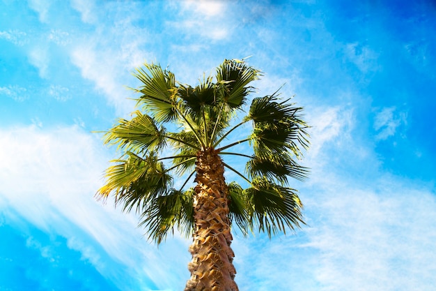 La corona di una palma contro un cielo blu. Il concetto di vacanze nei paesi tropicali, vacanze al mare