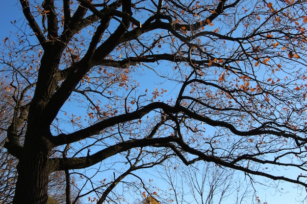 la corona di una quercia con le foglie cadute sullo sfondo di un cielo azzurro brillante