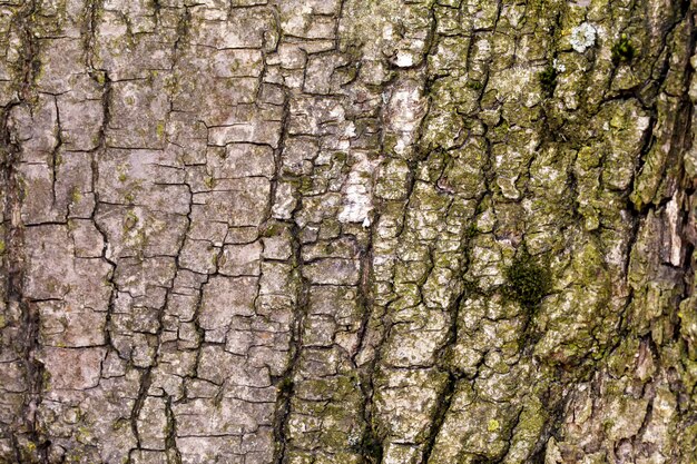 La corteccia del vecchio albero. sfondo