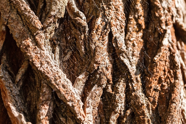 La corteccia del vecchio albero. sfondo