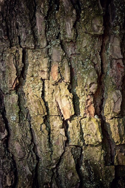 La corteccia dell&#39;albero