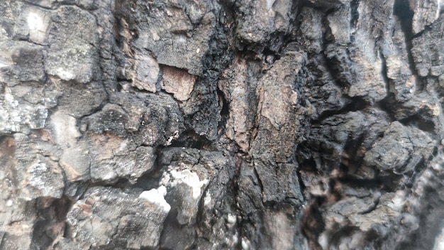 La corteccia di un albero è bruciata.