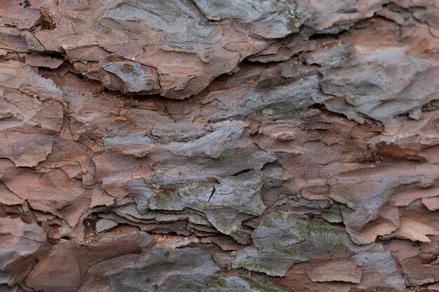 La corteccia di un vecchio albero Frammento di un tronco di pino