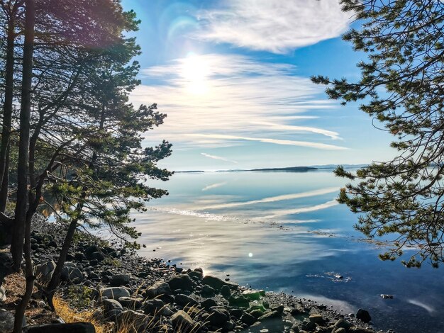 La costa del Mar Bianco con alberi in primo piano e pietre nell'acqua in una giornata di sole Carelia