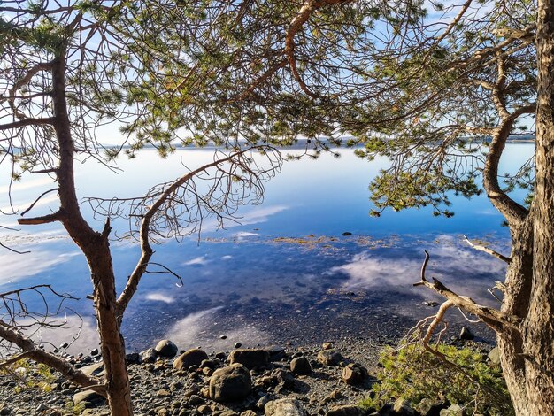 La costa del Mar Bianco con alberi in primo piano e pietre nell'acqua in una giornata di sole Carelia