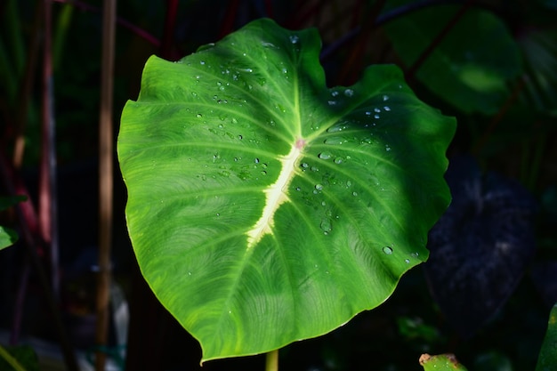 La crescente colocasia bianca di lava mostra un bellissimo motivo