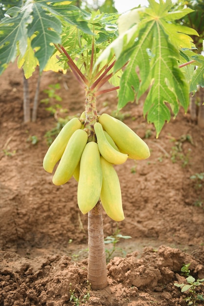 La crescita verde di frutti della papaia appende sull'albero di papaia con luce solare nell'agricoltura dell'azienda agricola del giardino