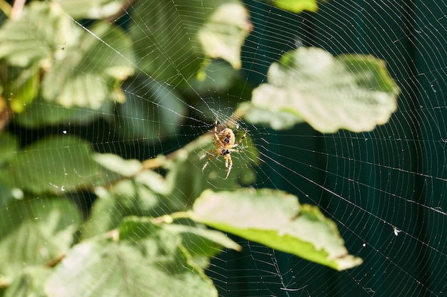 La croce di ragno (lat. Araneus) si trova al centro della tela e attende la preda catturata nella tela.