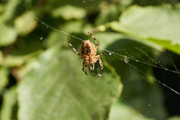 La croce di ragno (lat. Araneus) si trova al centro della tela e attende la preda catturata nella tela.