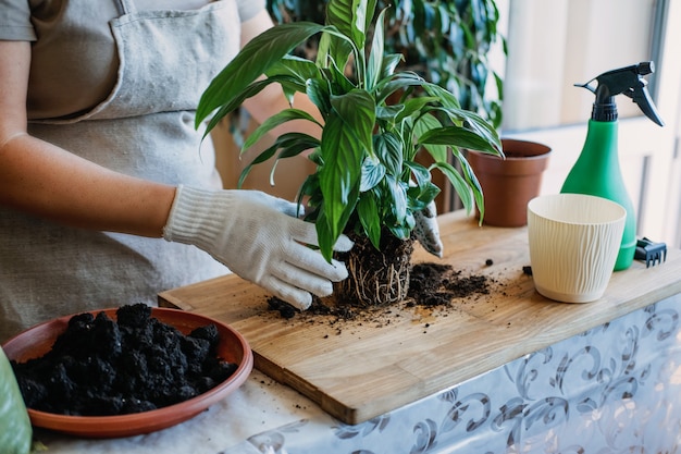 La cura delle piante d'appartamento primaverile svegliare le piante d'appartamento per la donna primaverile sta trapiantando la pianta in un nuovo vaso