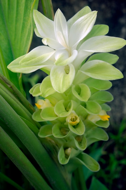 La curcuma longa fiorisce nel giardino.