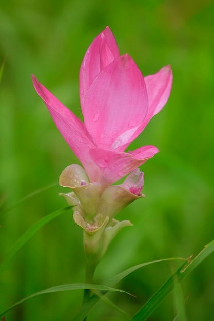 La curcuma sessili rosa fiorisce magnificamente nella stagione delle piogge