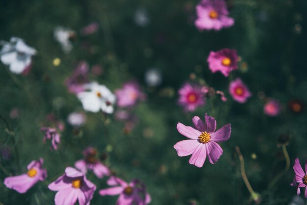 La decorazione di piante e fiori nel giardino del caffè o nella natura all'aperto della casa, la pianta verde decora la sensazione di un ambiente accogliente e confortevole in estate e concetto ambientale