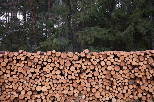 La deforestazione. Ceppi di legno di legno di pino nella foresta.