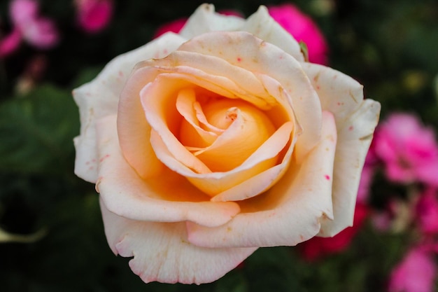 La delicata rosa arancione apre il suo bocciolo dopo una notte di sonno