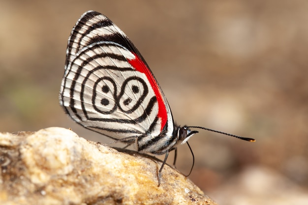 La diathria della farfalla ha anche chiamato 88