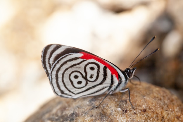 La diathria della farfalla ha anche chiamato 88