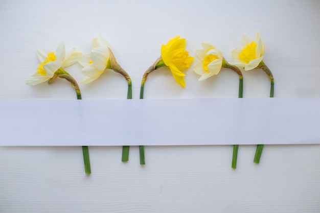 La disposizione creativa fatta con i narcisi fiorisce su fondo di legno bianco. Disteso. Striscia di carta stretta per spazio di copia.