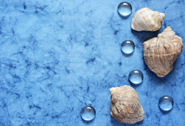 La distesa piatta blu del mare con conchiglie