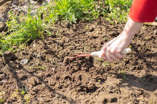 La donna allenta il terreno con un rastrello per piantare semi nell'aiuola. Coltivazione primaverile e giardinaggio