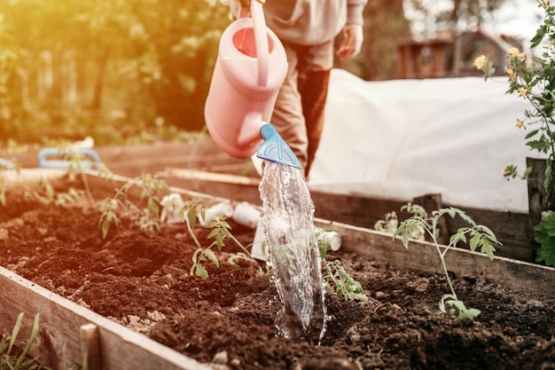 La donna anziana irriga l'acqua da un annaffiatoio nel terreno nel letto del giardino per piantare piantine di germogli di piante di pomodoro biologico nel cortile della fattoria di sussistenza agricoltura flare