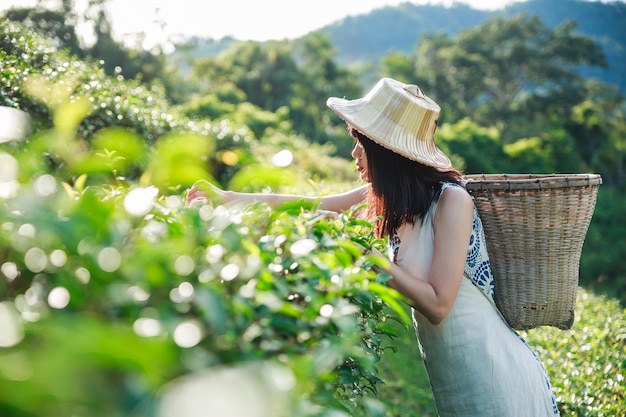 La donna asiatica ritaglia un tè verde.