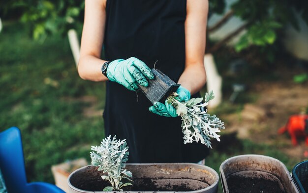 La donna caucasica che indossa i guanti sta rinvasando alcuni fiori nel cortile a casa