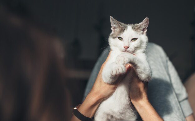 La donna caucasica è sdraiata sul divano e tiene in mano un gatto bianco ammirandola