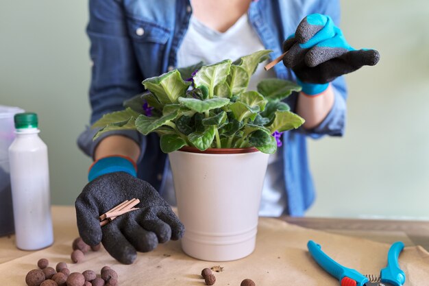 La donna fertilizza la saintpaulia fiorita in vaso con fertilizzante minerale in bastoncini a casa. Coltivazione e cura delle piante in vaso da interno. Hobby e tempo libero, giardinaggio domestico, piante d'appartamento