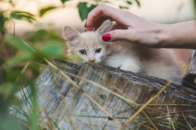 La donna gioca con il gattino in giardino