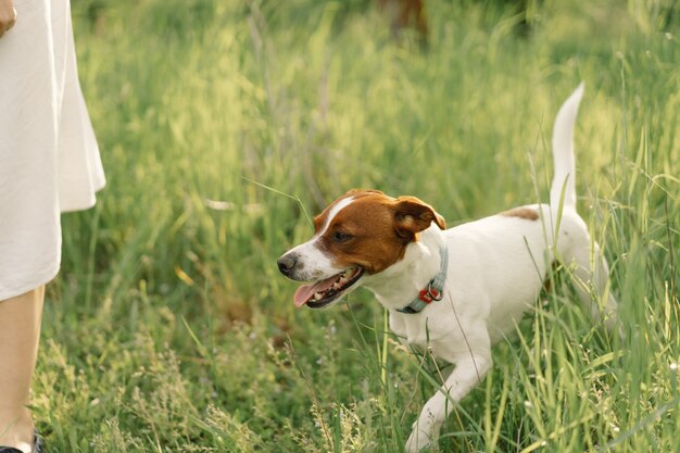 La donna gioca il cane di Jack Russell Terrier in prato. Donna che abbraccia il cane di Jack Russell Terrier in natura.