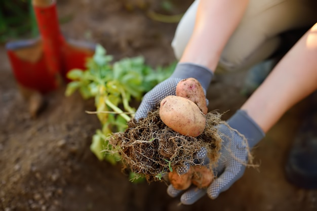 La donna ha dissotterrato e mostra le patate coltivate nel suo giardino