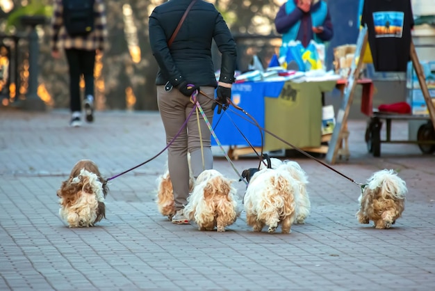 La donna ha portato un sacco di cani al guinzaglio a passeggio per le strade della città, cane da compagnia e tempo libero nel mondo animale