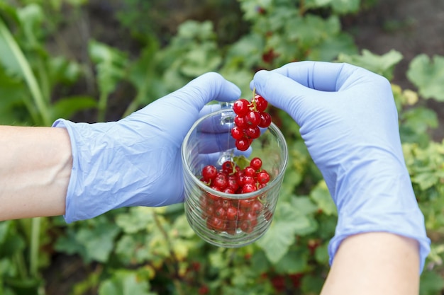 La donna in guanti di nitrile sta raccogliendo ribes rosso in giardino in una soleggiata giornata estiva