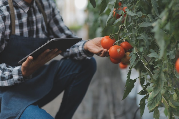 La donna nella fattoria di verdure idroponica coltiva verdure idroponiche all'ingrosso in ristoranti e supermercati verdure biologiche nuove generazioni che coltivano verdure nel concetto di coltura idroponica