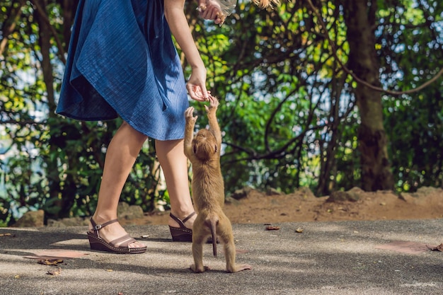 La donna nutre la scimmia con le noci