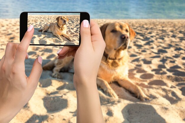La donna passa con il telefono cellulare per scattare una foto del cane labrador sdraiato sulla sabbia. Labrador cane sulla spiaggia